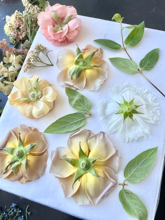 Tulip VIP Experience/Extra Revision Rounds