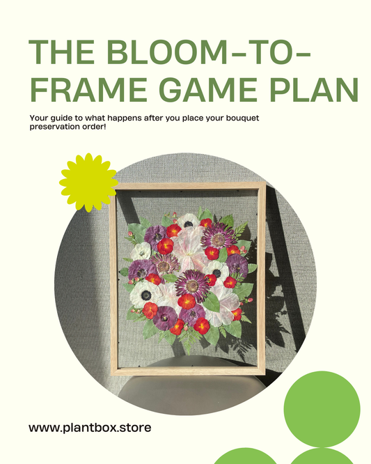 PlantBox BloomToFrame Game Plan 2026