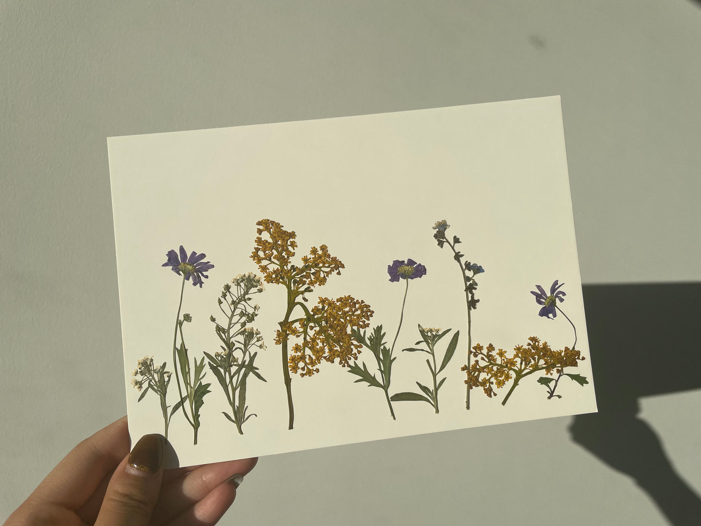 Nature's Palette Pressed Flower Art Collection