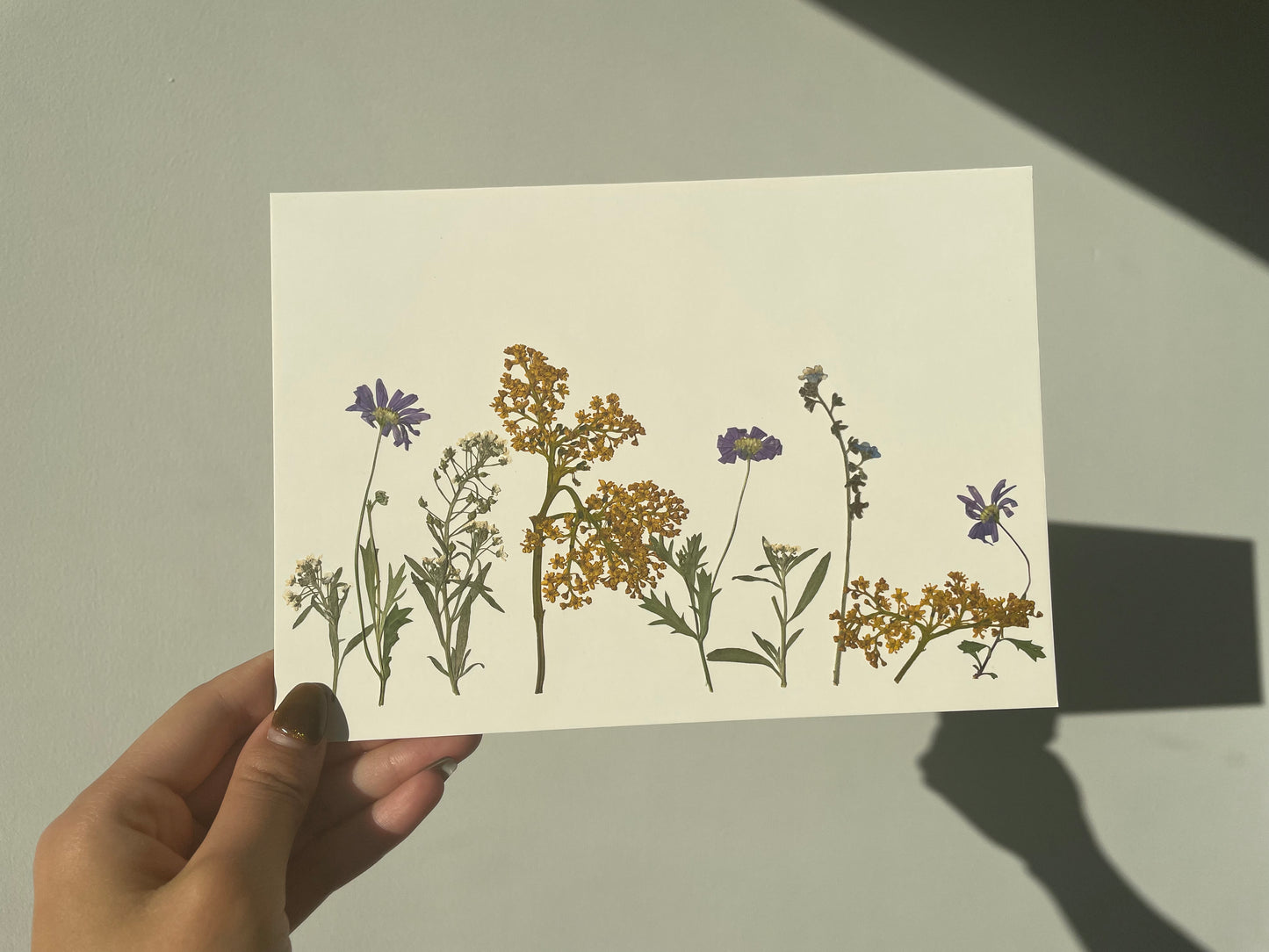 Nature's Palette Pressed Flower Art Collection